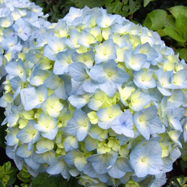 Гортензия крупнолистная Nikko Blue